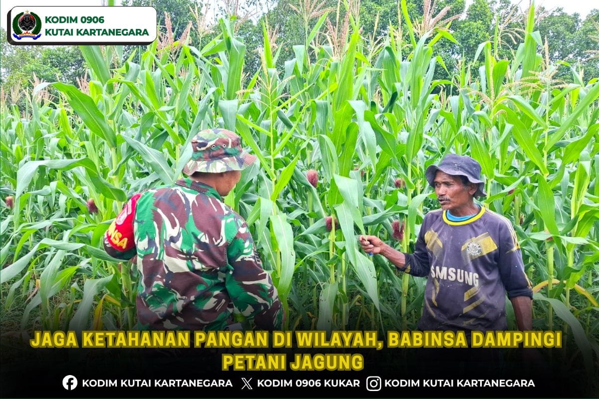Jaga Ketahanan Pangan Di Wilayah, Babinsa Dampingi Petani Jagung