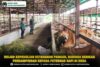 Wujud Kepedulian Ketahanan Pangan, Babinsa Berikan Pendampingan kepada Peternak Sapi di Desa
