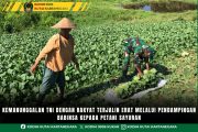 Kemanunggalan TNI Dengan Rakyat Terjalin Erat Melalui Pendampingan Babinsa Kepada Petani Sayuran