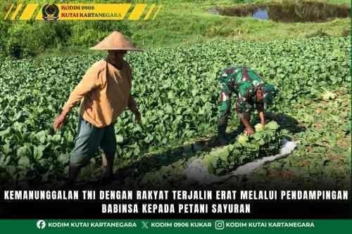 Kemanunggalan TNI Dengan Rakyat Terjalin Erat Melalui Pendampingan Babinsa Kepada Petani Sayuran
