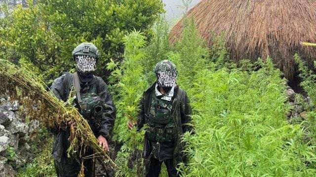 Langkah Tegas Demi Masa Depan Papua: 5.000 Batang Ganja Berhasil Diungkap Koops TNI Habema