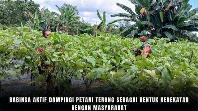 Babinsa Aktif Dampingi Petani Terong Sebagai Bentuk Kedekatan Dengan Masyarakat
