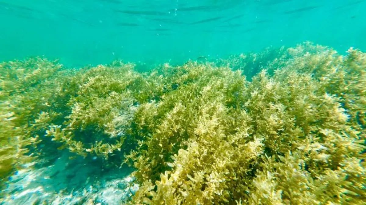 Kebaikan Tersembunyi Rumput Laut untuk Kesehatan