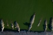 Waspada Ancaman Buaya di Kepulauan Meranti