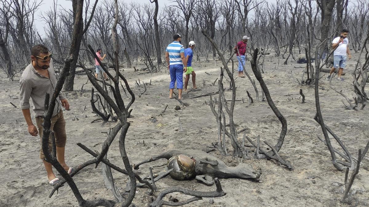 Kebijakan Hukuman Mati untuk Pelaku Pembakaran Hutan di Aljazair