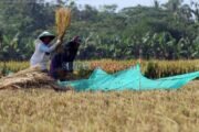 Menghadapi Ancaman El Nino: Ketahanan Produksi Padi di Indonesia