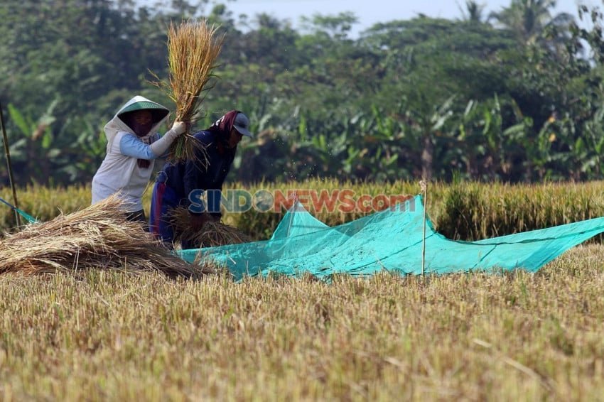 Menghadapi Ancaman El Nino: Ketahanan Produksi Padi di Indonesia Menghadapi Ancaman El Nino: Ketahanan Produksi Padi di Indonesia