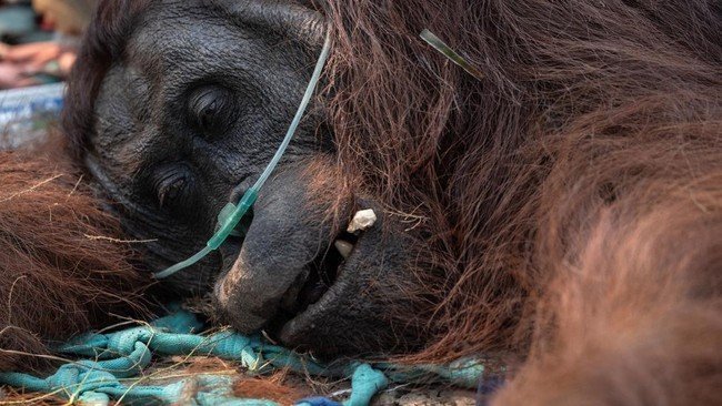 Kesehatan Orang Utan Terancam Akibat Kebakaran Hutan