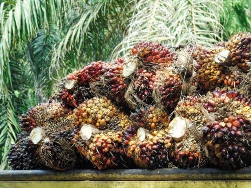 Kenaikan Saham Perkebunan dan Minyak Sawit