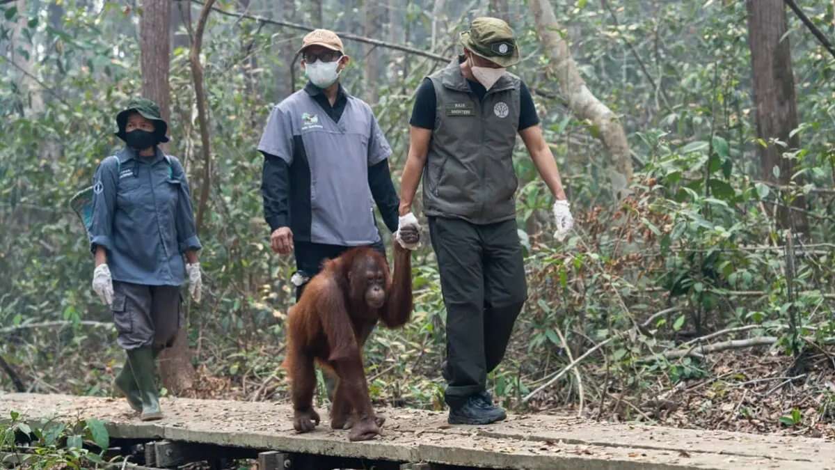 Panggilan Darurat Penanganan Satwa Terdampak Karhutla