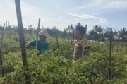 Mendorong Produktivitas Lahan Pekarangan Melalui Budidaya Cabai Mendorong Produktivitas Lahan Pekarangan Melalui Budidaya Cabai