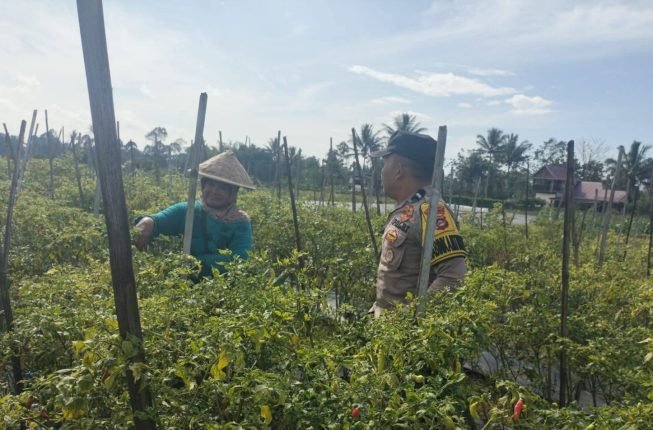Mendorong Produktivitas Lahan Pekarangan Melalui Budidaya Cabai