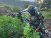 Penggagalan Peredaran Ganja oleh TNI di Yahukimo