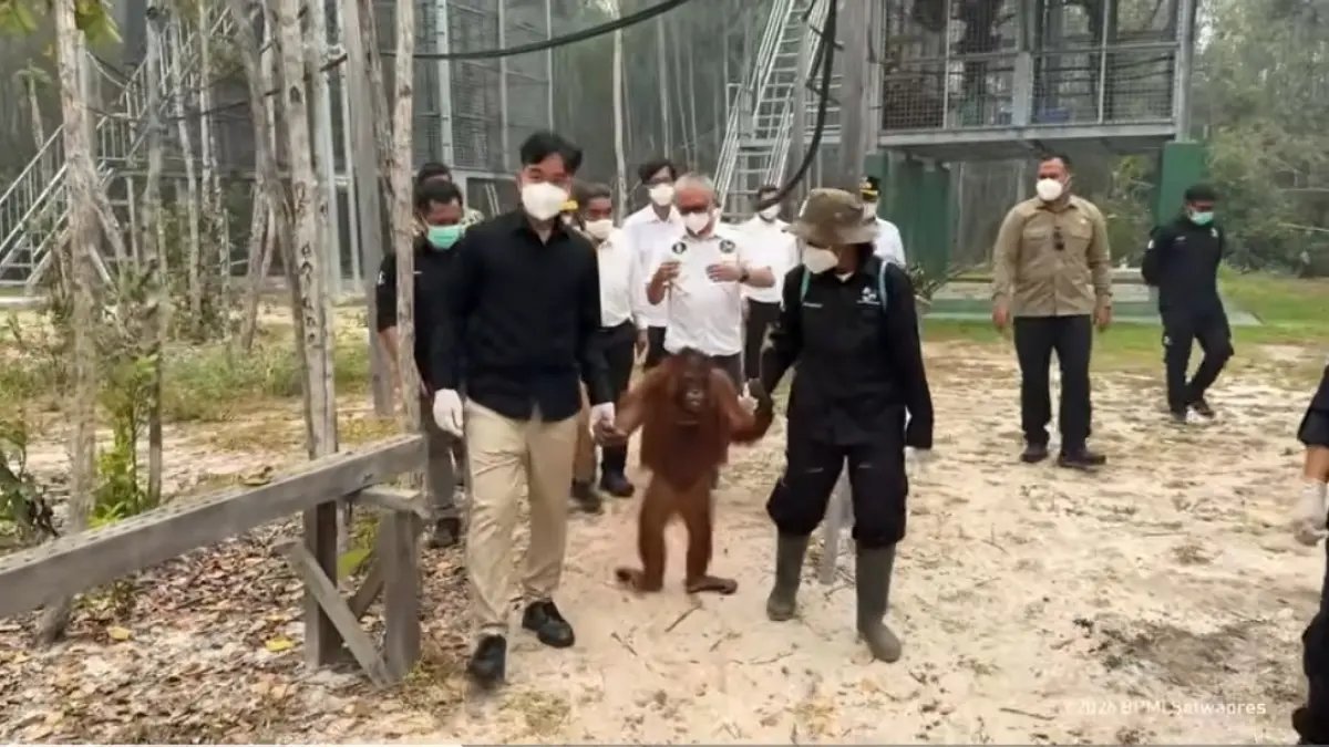 Perhatian Terhadap Nasib Orangutan di Tengah Kebakaran Hutan
