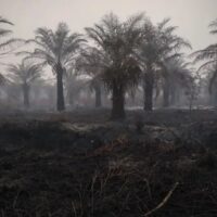 Penurunan Jumlah Titik Panas di Indonesia: Kalimantan Tengah Masih Tertinggi