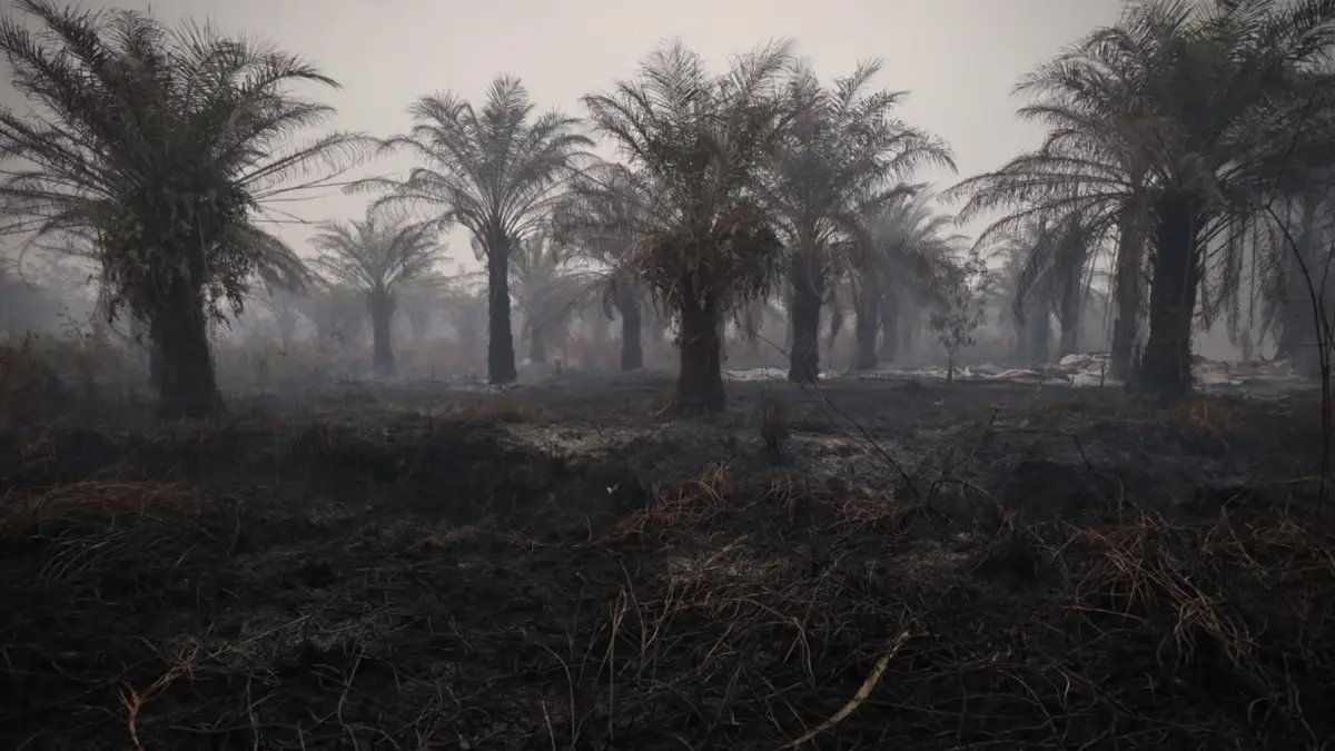 Penurunan Jumlah Titik Panas di Indonesia: Kalimantan Tengah Masih Tertinggi