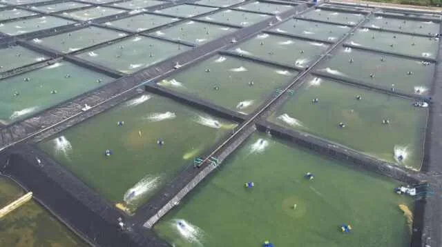 Ancaman Impor Udang terhadap Petambak Nasional