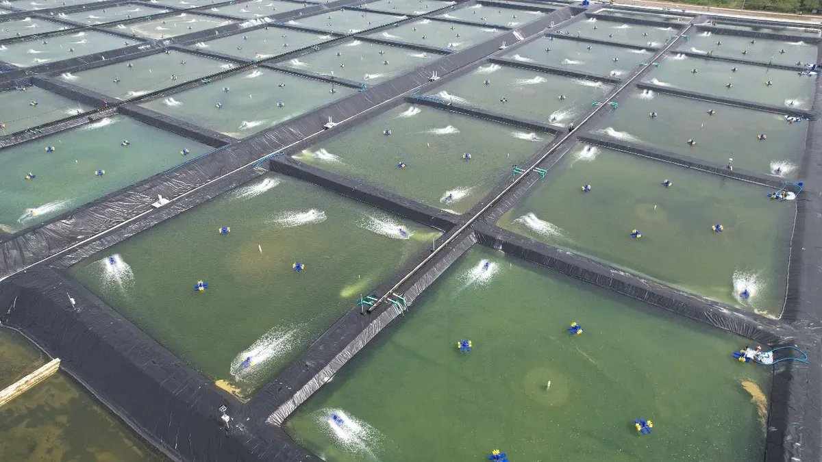 Ancaman Impor Udang terhadap Petambak Nasional