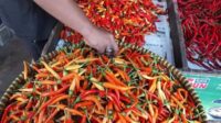 Pantauan Harga Pangan Terkini di Indonesia Pantauan Harga Pangan Terkini di Indonesia
