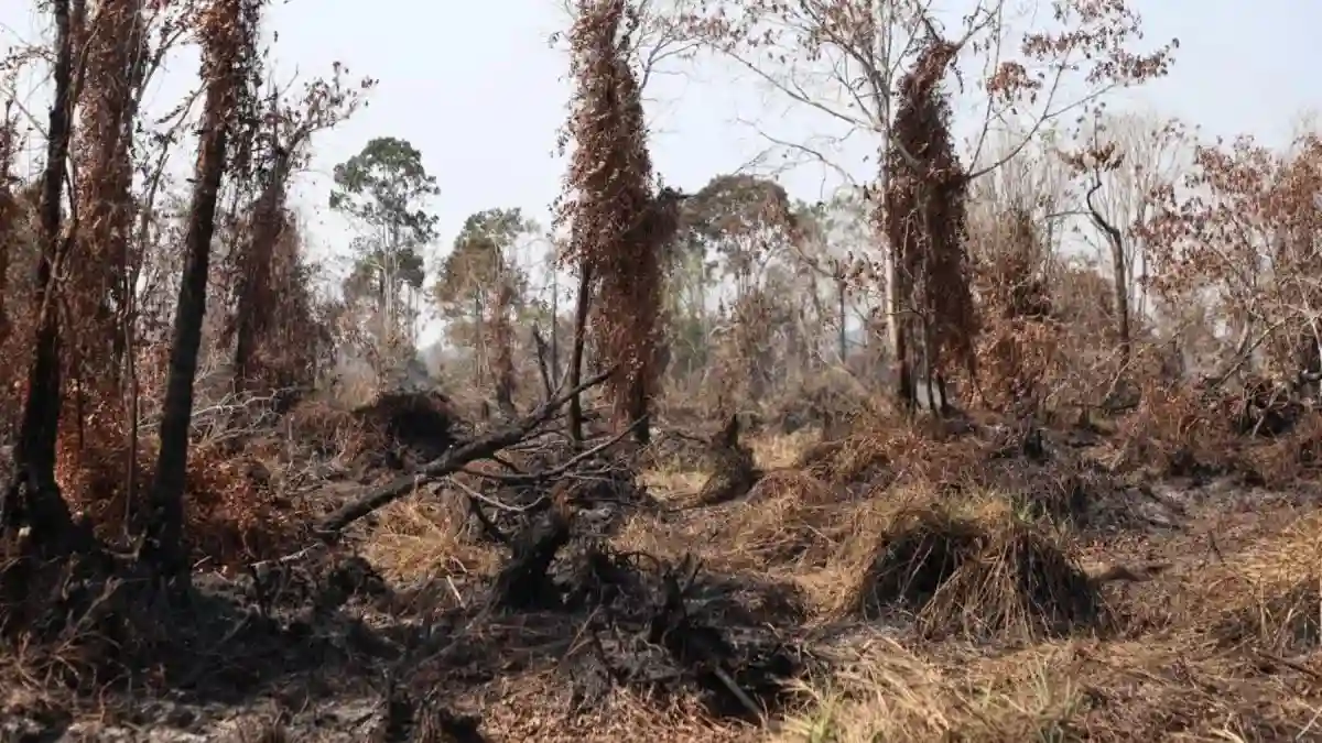 Penurunan Jumlah Hotspot Karhutla di Jambi
