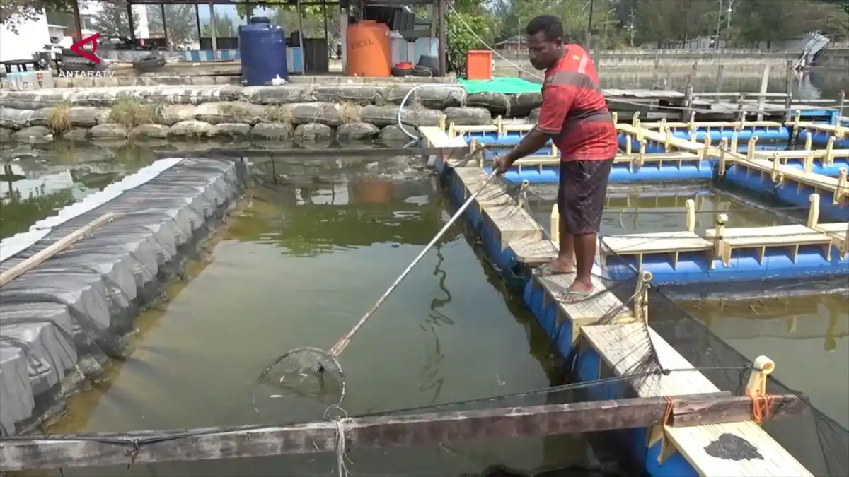 Penyelidikan Kematian Misterius Ikan Bandeng di Jayapura