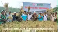 foto website - 2026-09-24T143848.350 Panen Padi Bersama Petani, Babinsa Perkuat Dukungan Terhadap Ketahanan Pangan