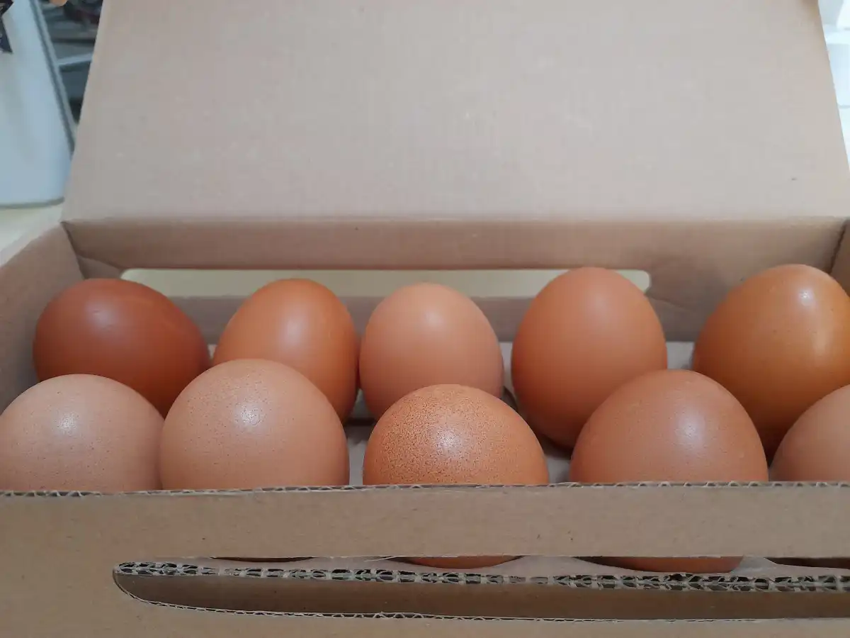 Batas Harga Telur untuk Dapur MBG dan Perlindungan Peternak Mandiri Batas Harga Telur untuk Dapur MBG dan Perlindungan Peternak Mandiri