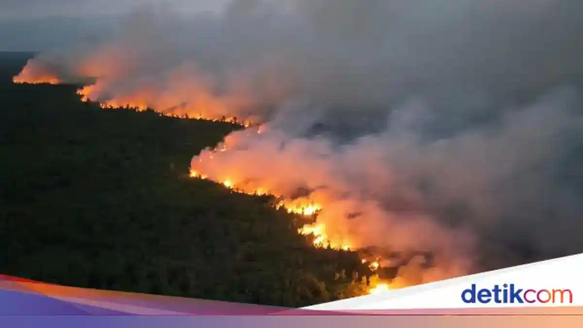 Api Karhutla Mendekati Feeding Camp Tanjung Harapan di Tanjung Puting