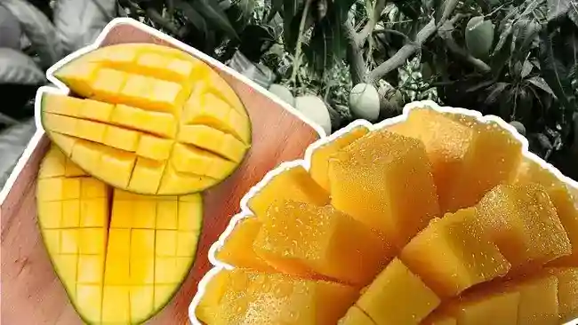 Produksi Mangga Indonesia Turun, Jawa Timur Tetap Menjadi Sentra Terbesar Produksi Mangga Indonesia Turun, Jawa Timur Tetap Menjadi Sentra Terbesar